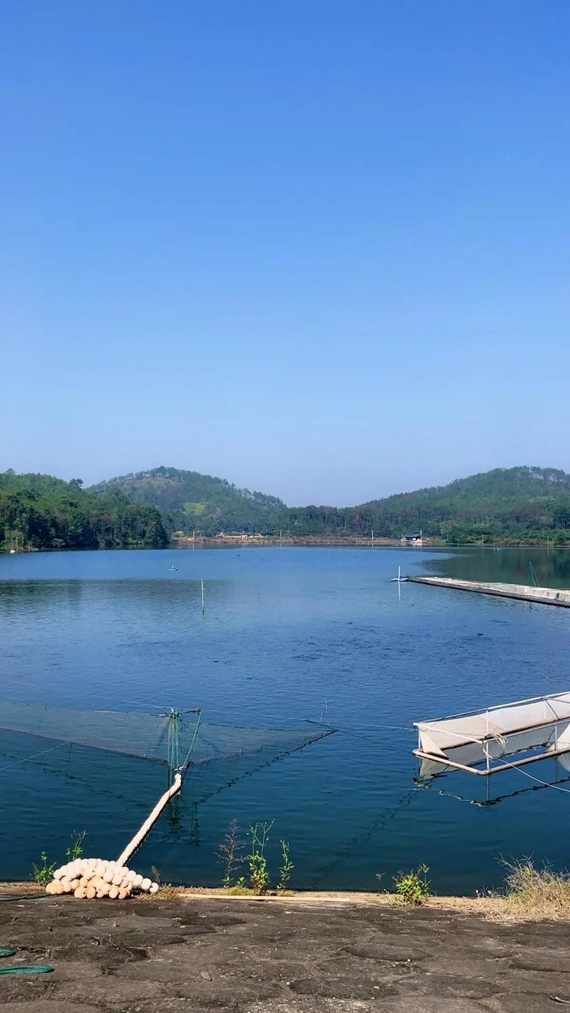 優(yōu)質(zhì)草魚(yú)、中科三號(hào)與黃金鯽 現(xiàn)代水產(chǎn)養(yǎng)殖的優(yōu)選品種
