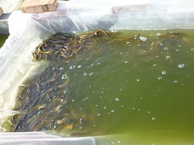 天津泥鰍苗養殖基地與濮陽有良水產養殖 探索現代水產養殖新路徑