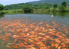 魚(yú)苗水產(chǎn)圖片在現(xiàn)代化水產(chǎn)養(yǎng)殖中的關(guān)鍵作用與科學(xué)應(yīng)用
